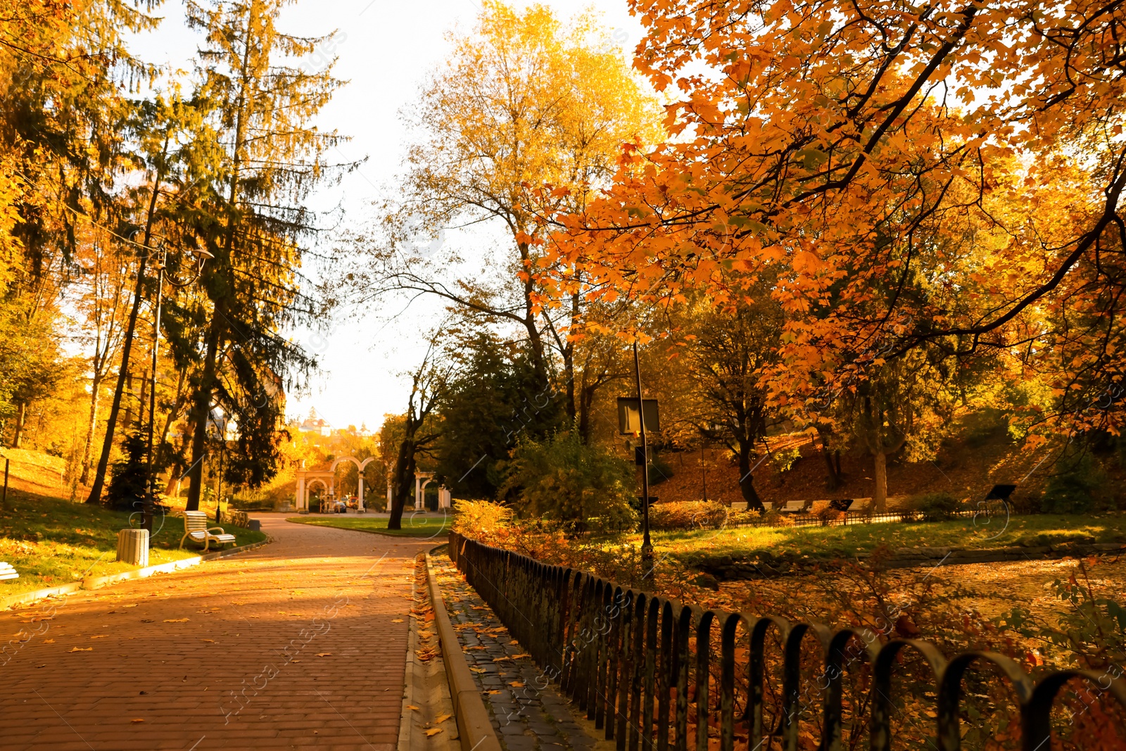 Photo of Beautiful yellowed trees and paved pathway in park on sunny day