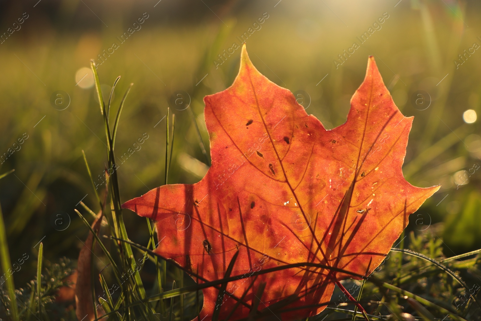 Photo of Beautiful fallen leaf among green grass outdoors on sunny autumn day, closeup