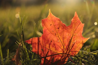 Photo of Beautiful fallen leaf among green grass outdoors on sunny autumn day, closeup