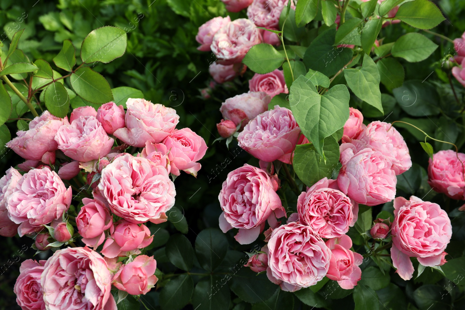 Photo of Beautiful blooming pink roses on bush outdoors