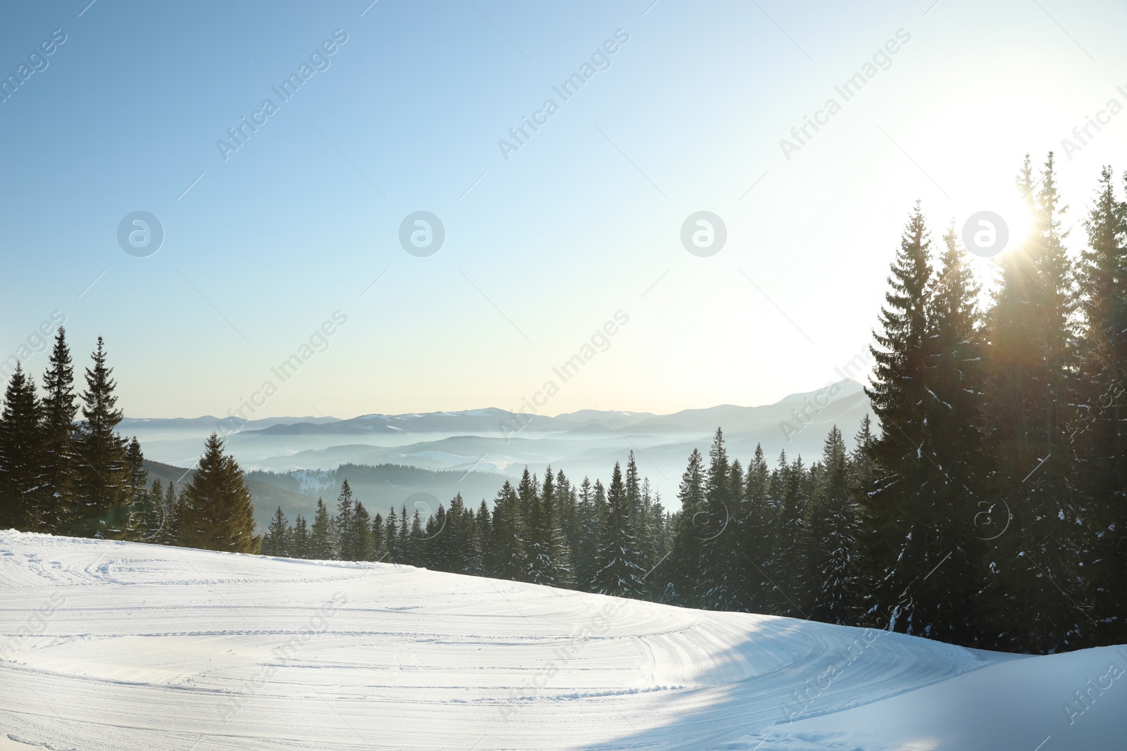 Photo of Picturesque view of conifer forest covered with snow on winter day