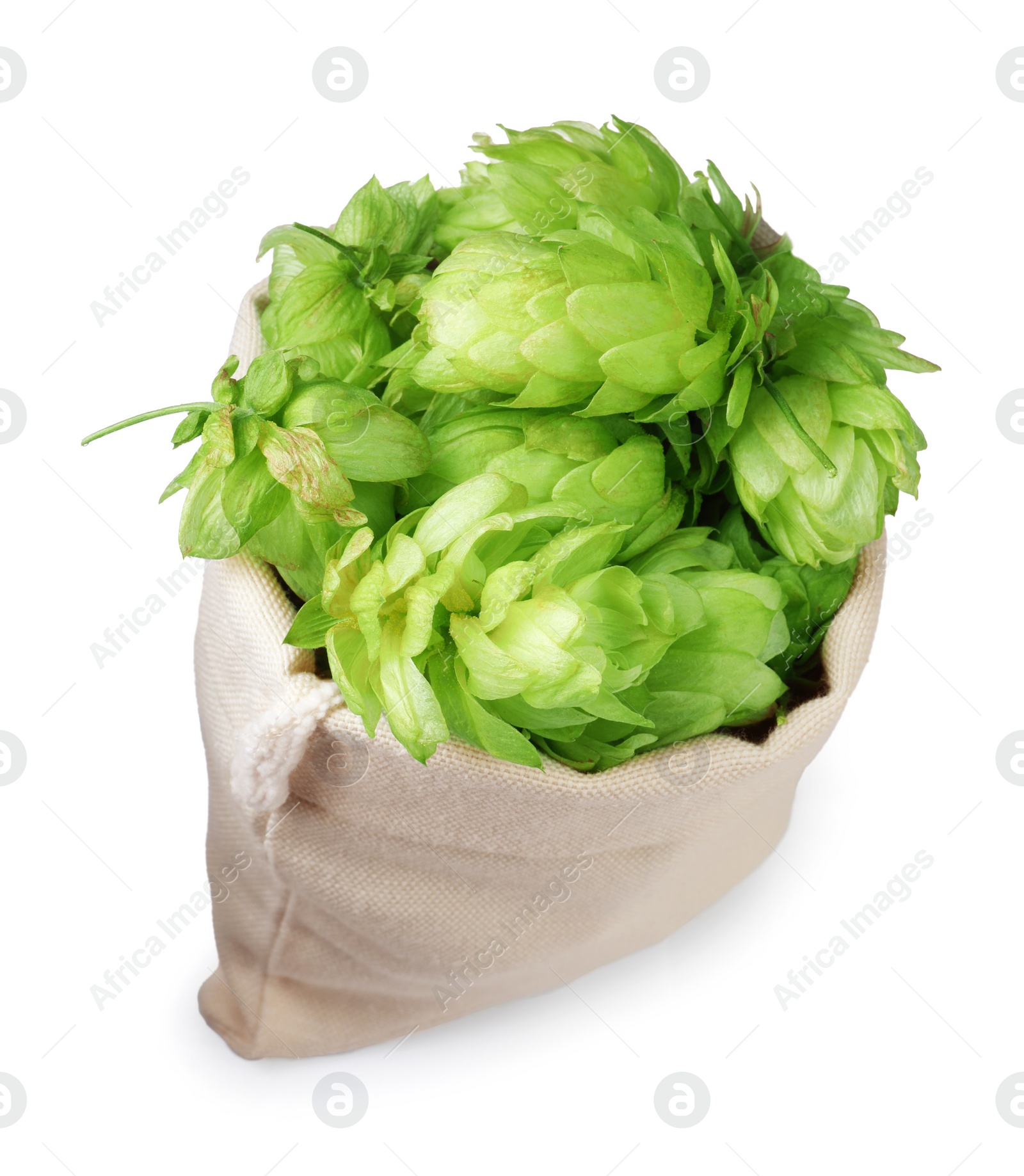 Photo of Sack with fresh green hops on white background