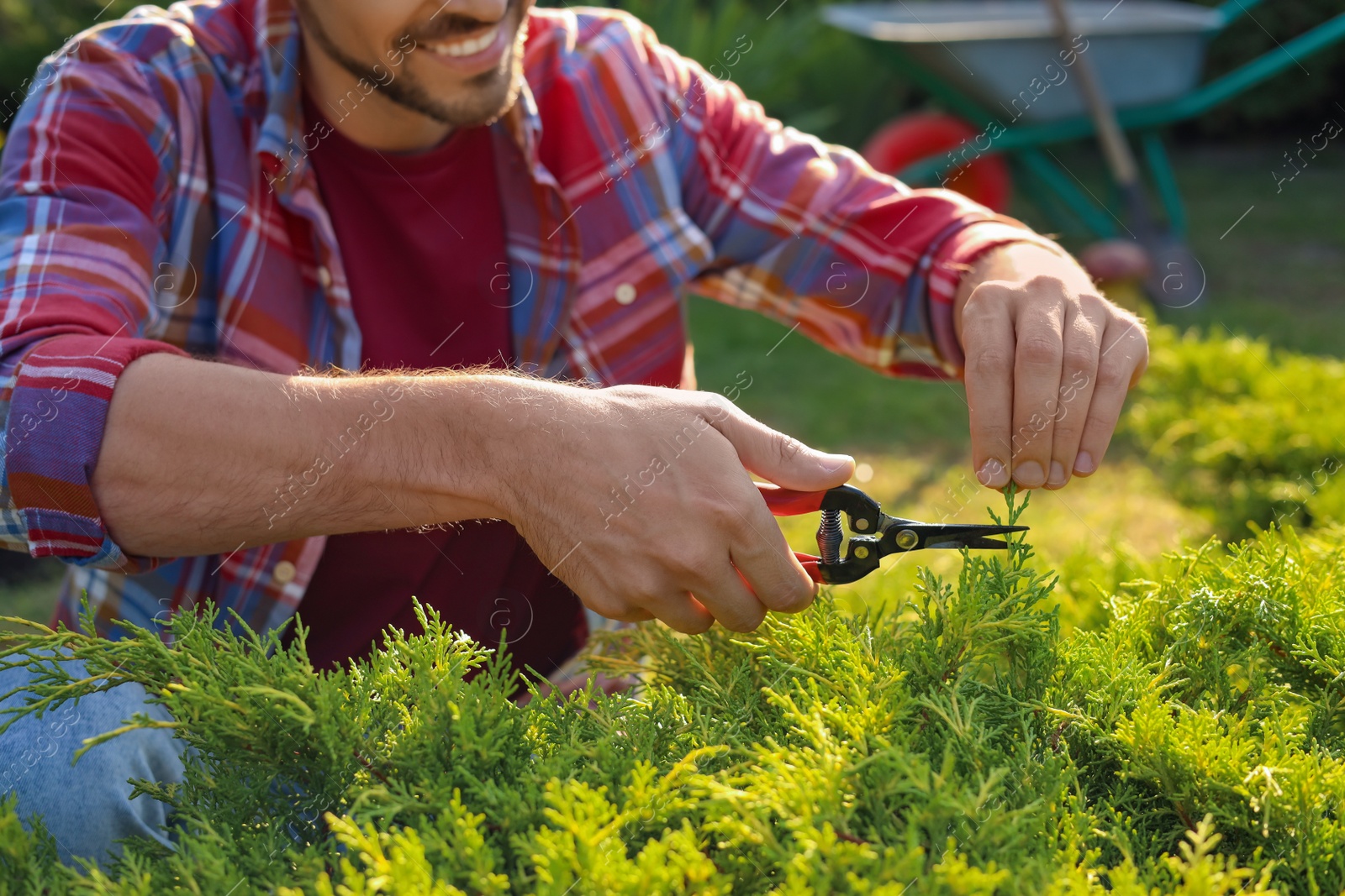 Photo of Happy man cutting bush outdoors on sunny day, closeup. Gardening time