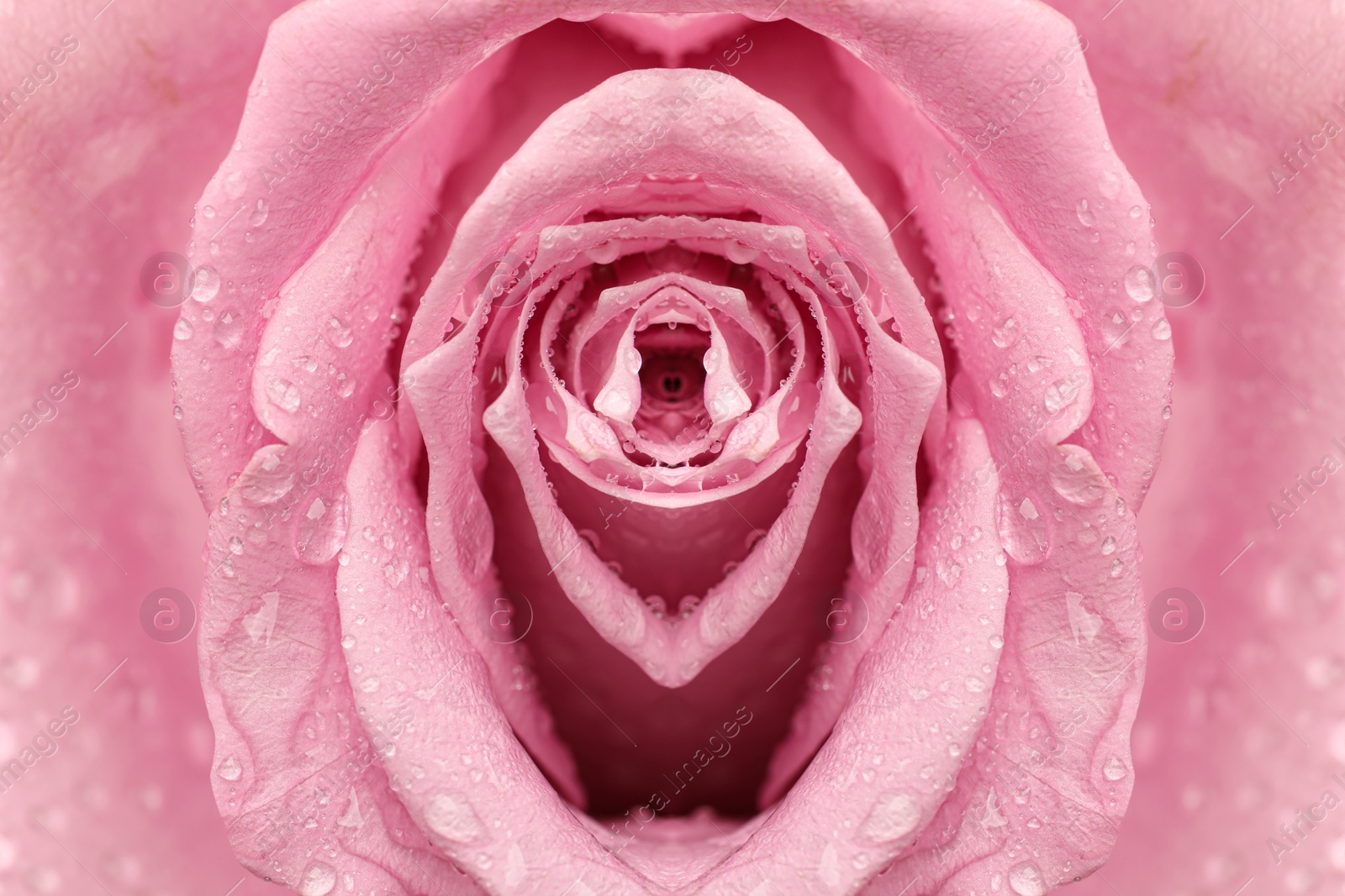 Image of Erotic metaphor design. Rose bud with petals and water drops resembling vulva. Beautiful flower as background, closeup