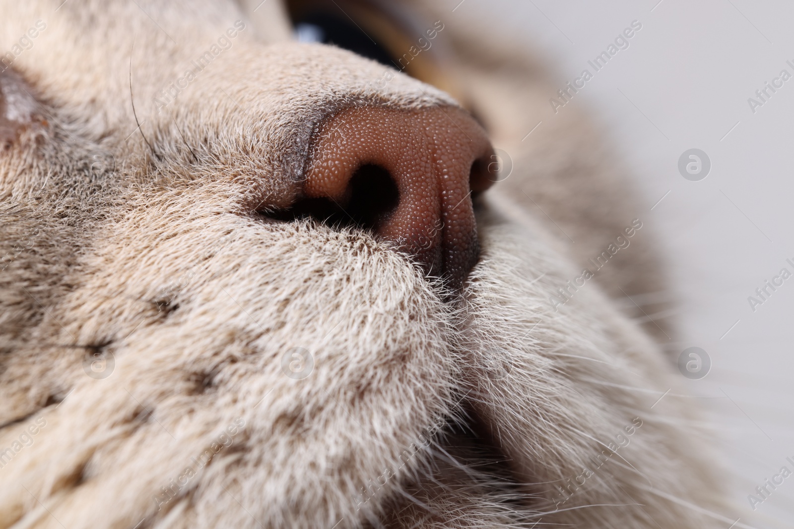 Photo of Cat, macro photo of nose. Cute pet