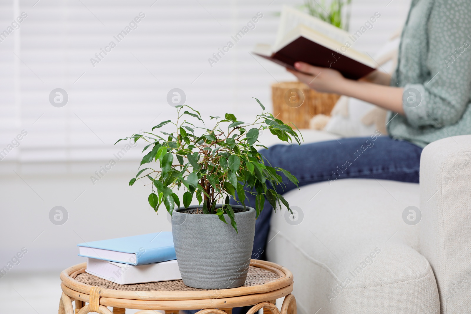 Photo of Woman reading in living room, focus on houseplant and books