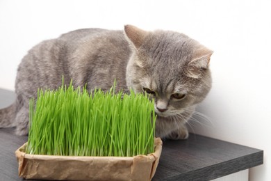 Photo of Cute cat and fresh green grass on wooden desk near white wall indoors