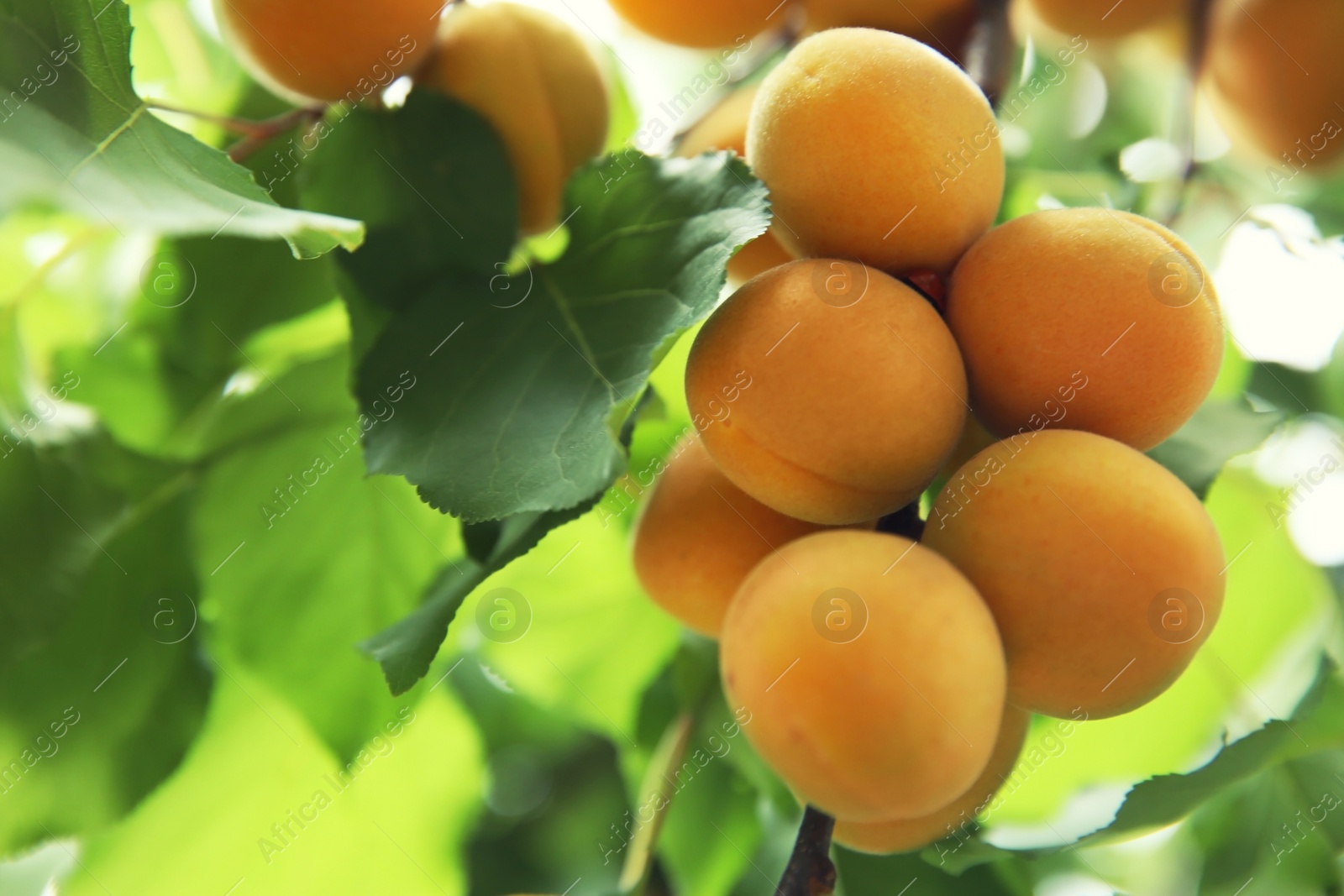 Photo of Delicious ripe apricots on tree outdoors, closeup