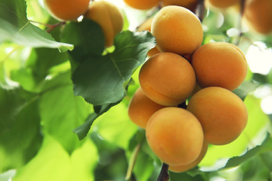 Delicious ripe apricots on tree outdoors, closeup