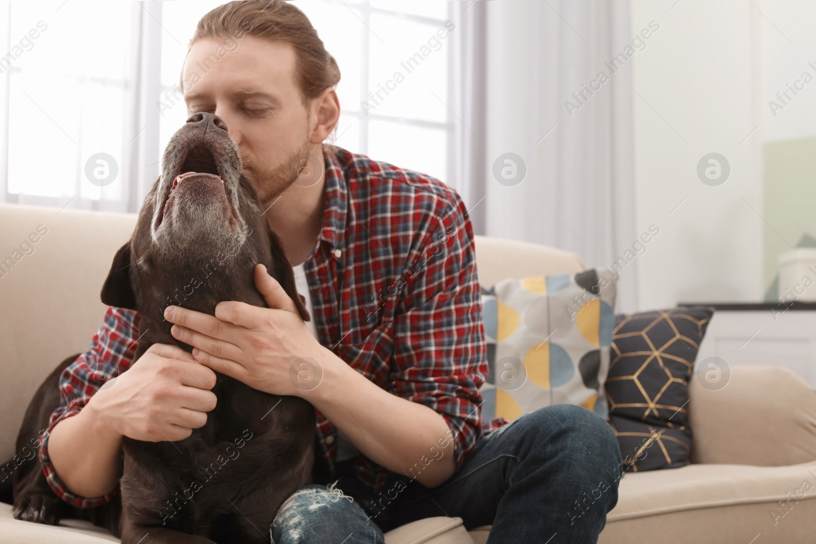 Photo of Adorable brown labrador retriever with owner on couch indoors