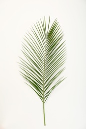 Photo of Tropical Date palm leaf on white background, top view