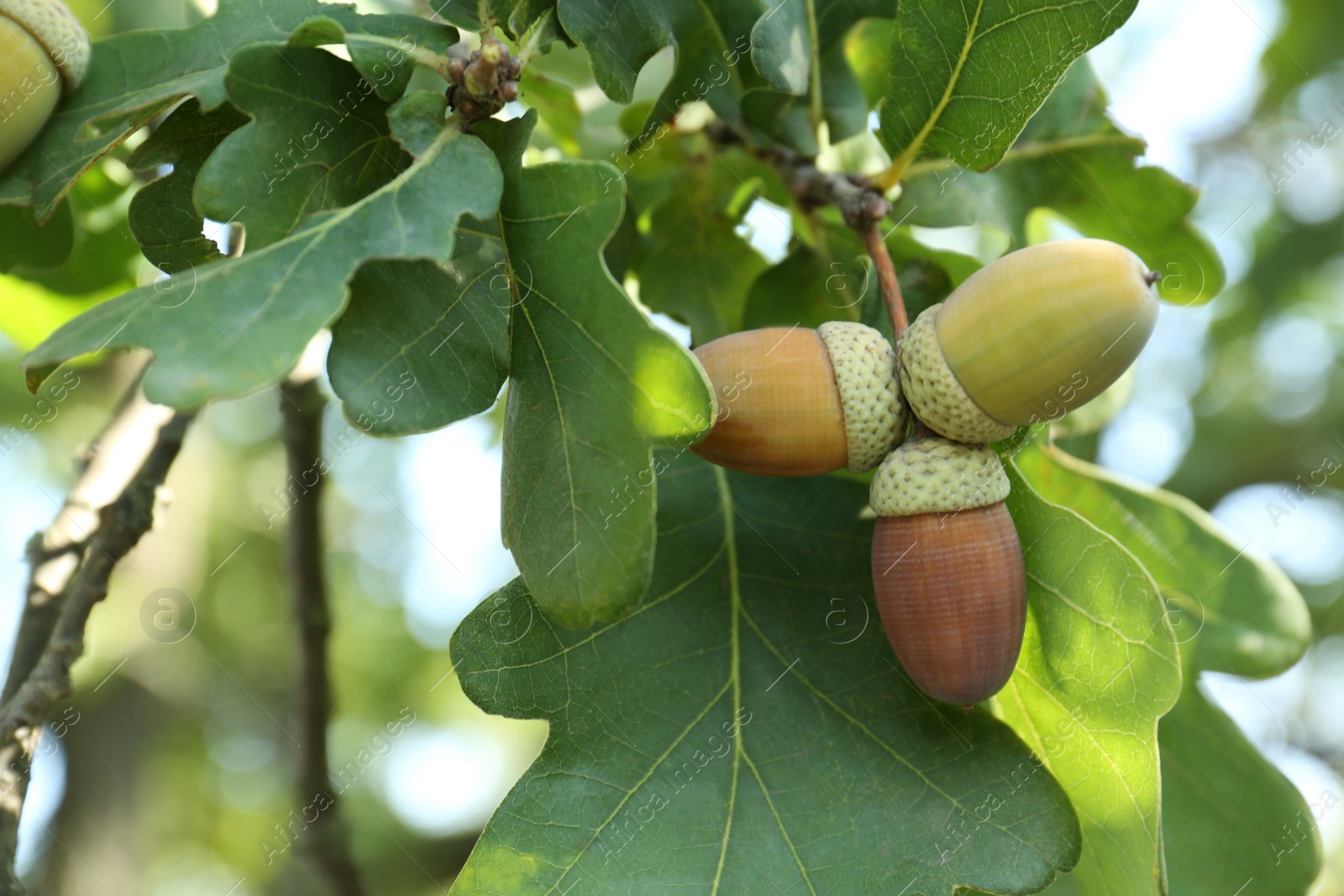 Photo of Closeup view of oak with green leaves and acorns outdoors