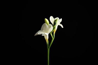 Beautiful white freesia flowers on black background