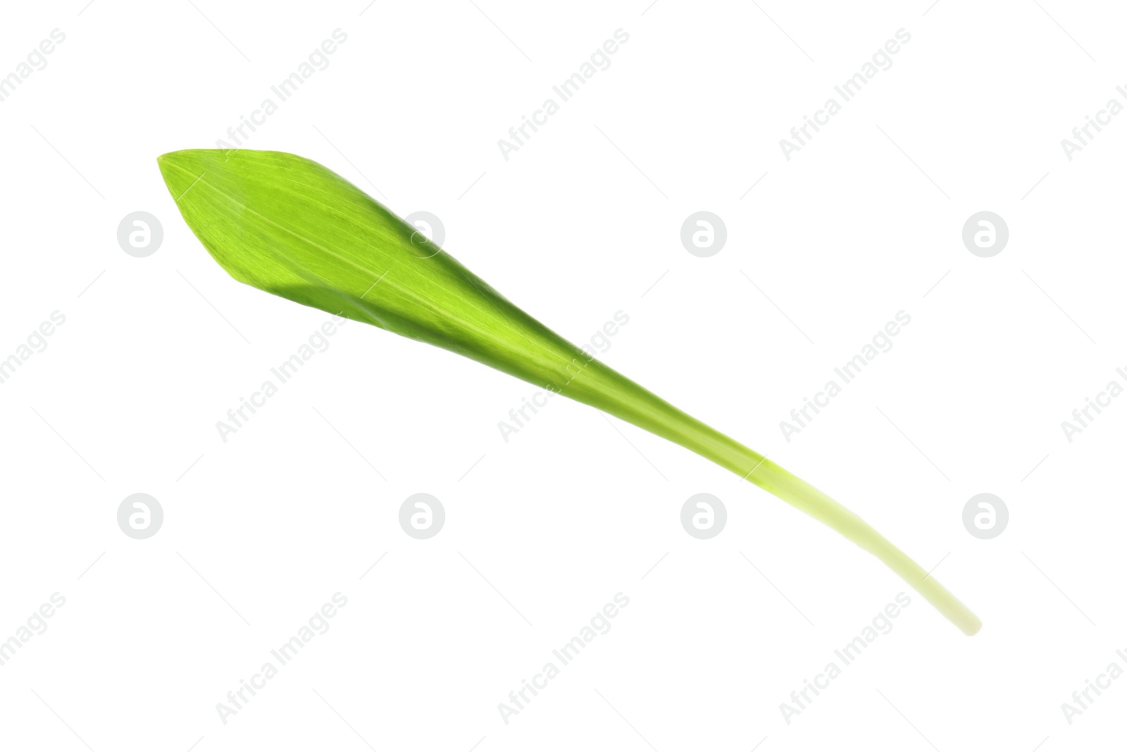 Photo of Leaf of wild garlic or ramson isolated on white