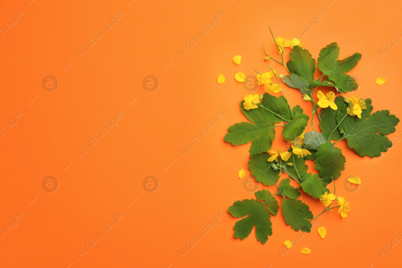 Photo of Celandine with beautiful yellow flowers on orange background, flat lay. Space for text