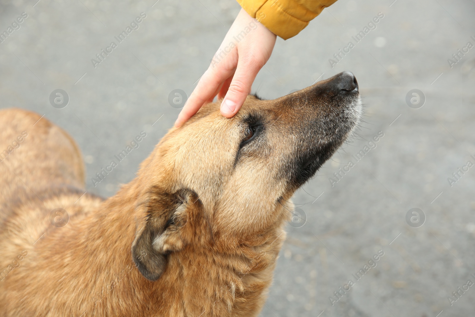 Photo of Woman stroking homeless dog on city street, closeup. Abandoned animal