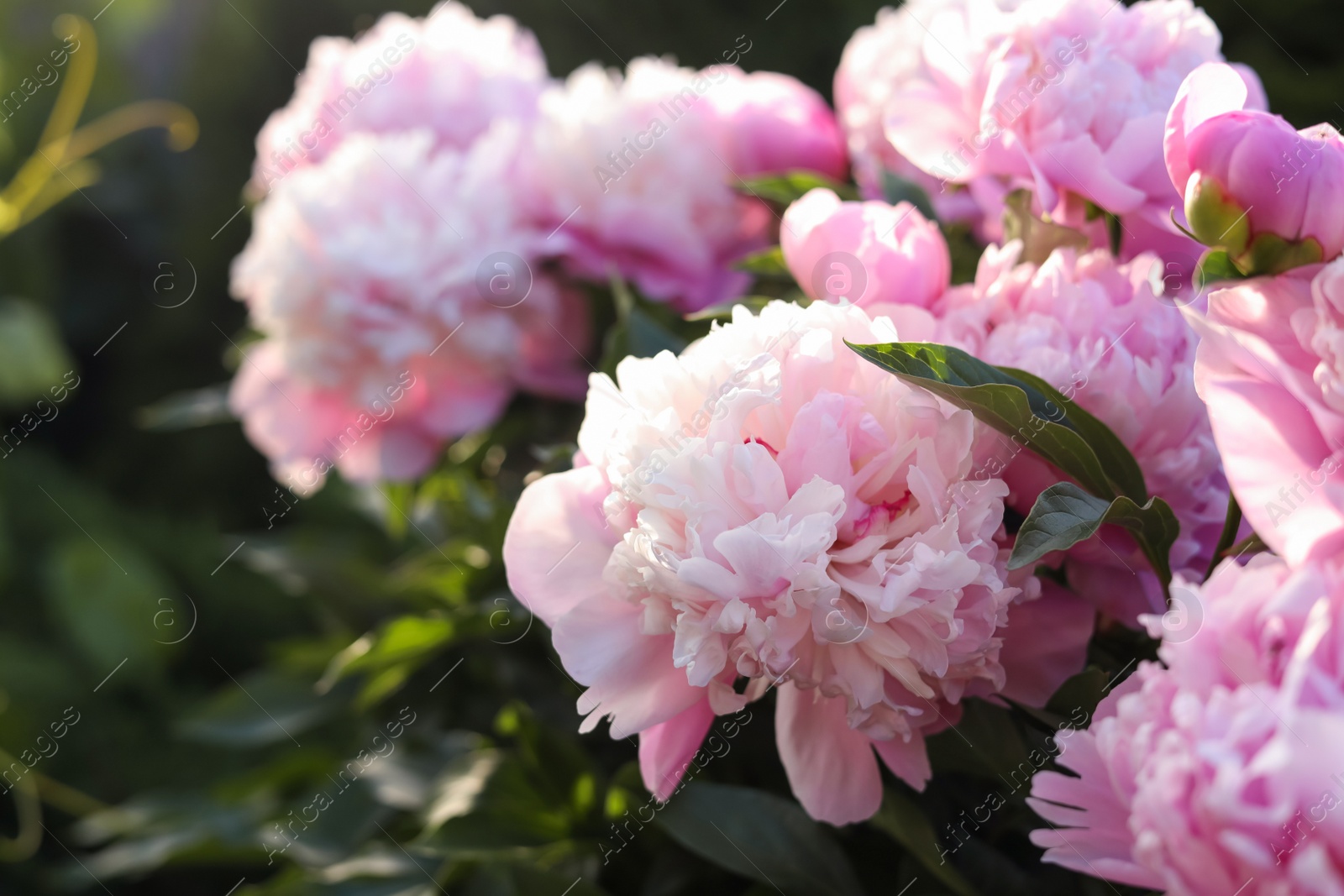 Photo of Blooming peony plant with beautiful pink flowers outdoors, closeup. Space for text