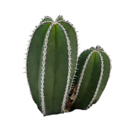 Beautiful green Pachycereus cactus on white background