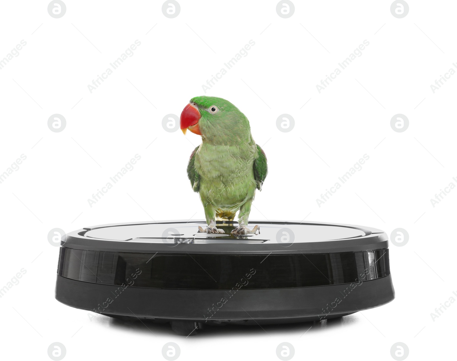 Photo of Modern robotic vacuum cleaner and Alexandrine parakeet on white background