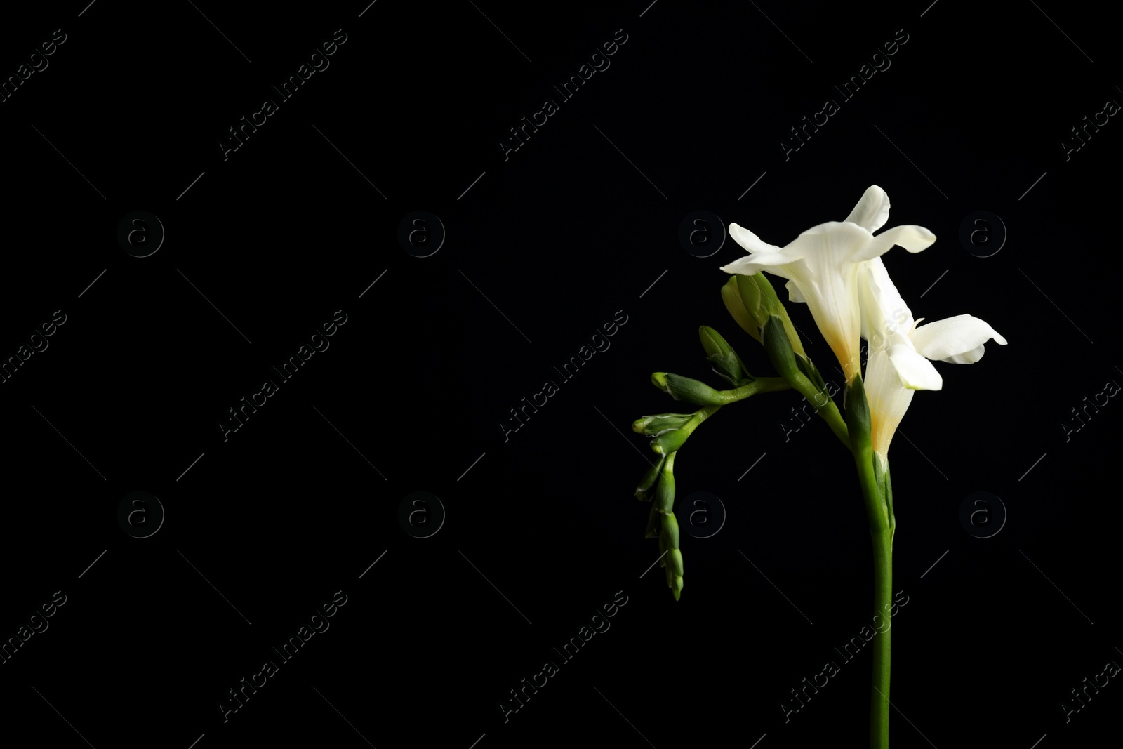 Photo of Beautiful white freesia flowers on black background. Space for text