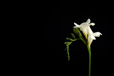 Beautiful white freesia flowers on black background. Space for text