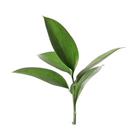 Ruscus branch with fresh green leaves on white background