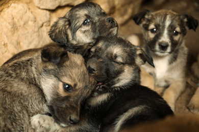 Homeless puppies in abandoned house. Stray baby animals