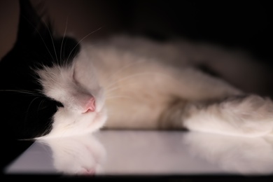 Photo of Cute cat sleeping on tablet at home, closeup