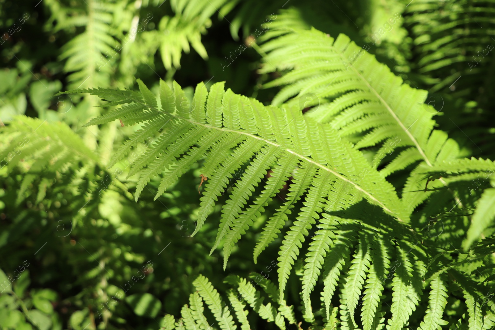 Photo of Beautiful fern with lush green leaves growing outdoors, closeup