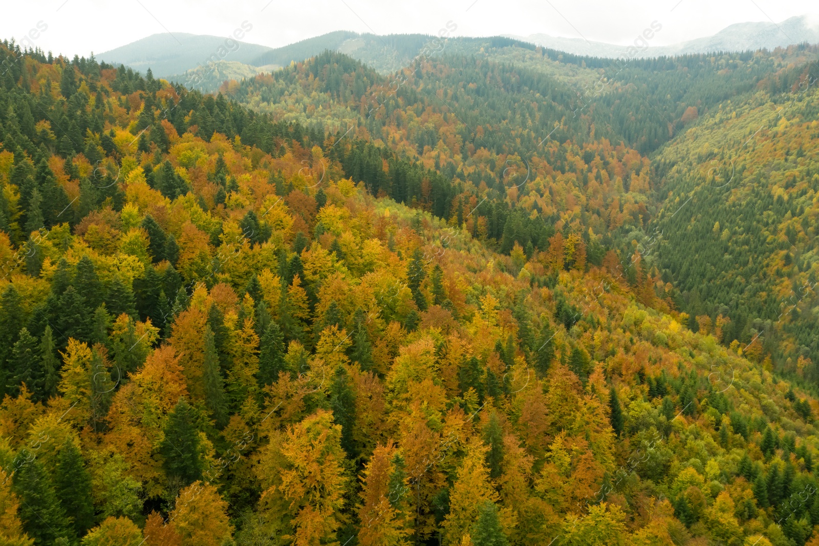 Image of Aerial view of beautiful mountain forest on autumn day