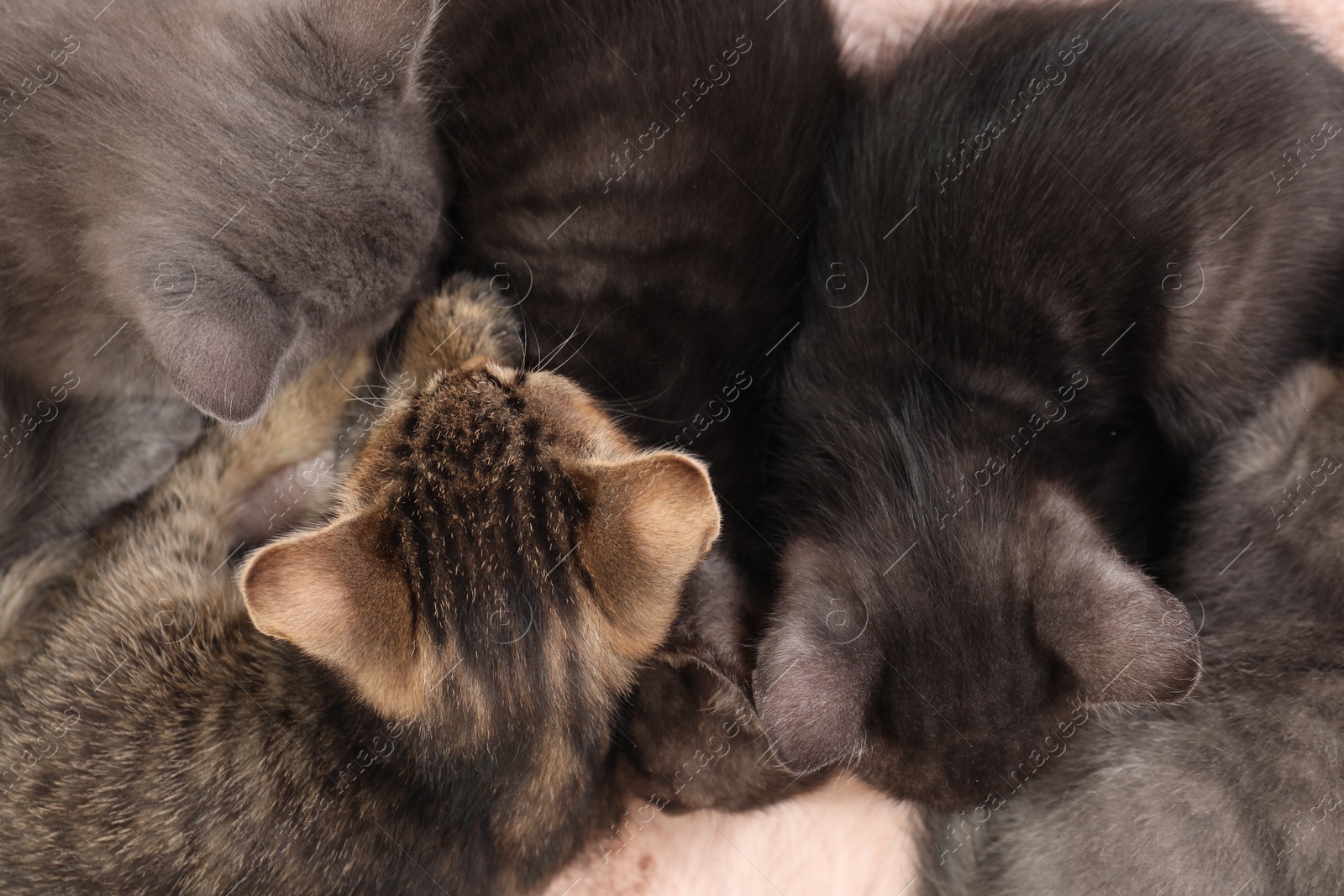 Photo of Cute fluffy kittens on faux fur, top view. Baby animals