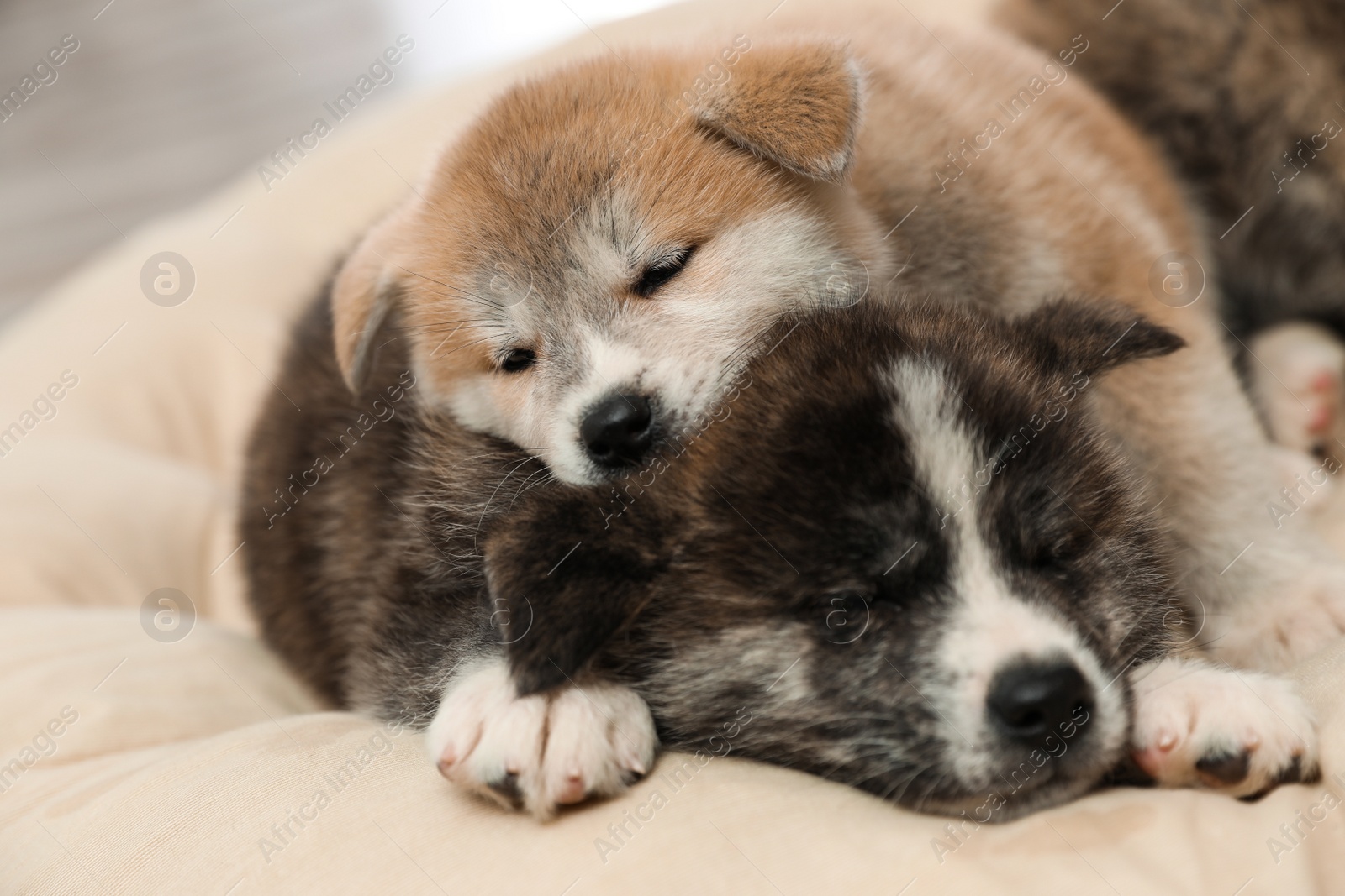 Photo of Akita inu puppies on pet pillow. Cute dogs