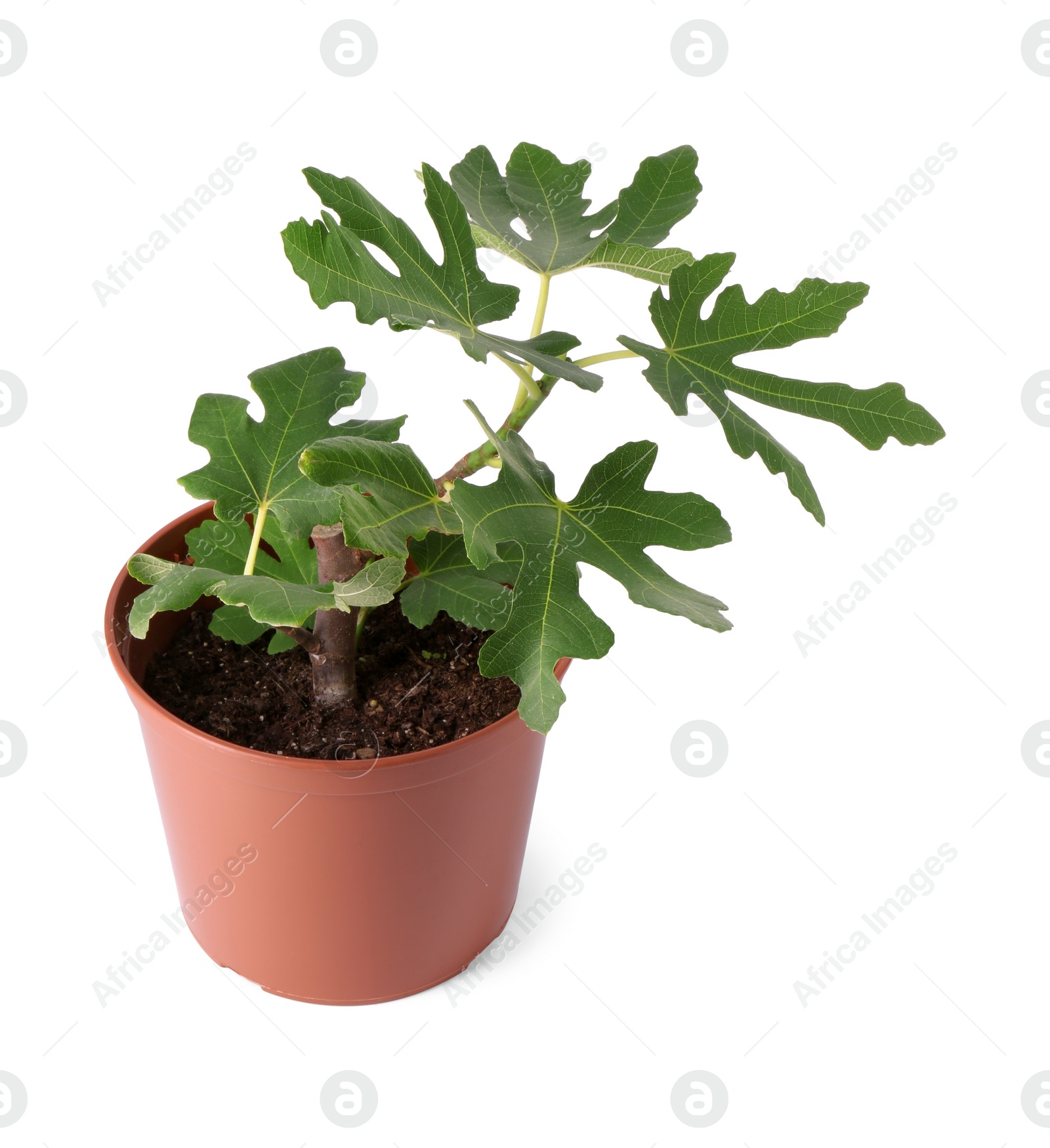 Photo of Fig plant with green leaves in pot isolated on white