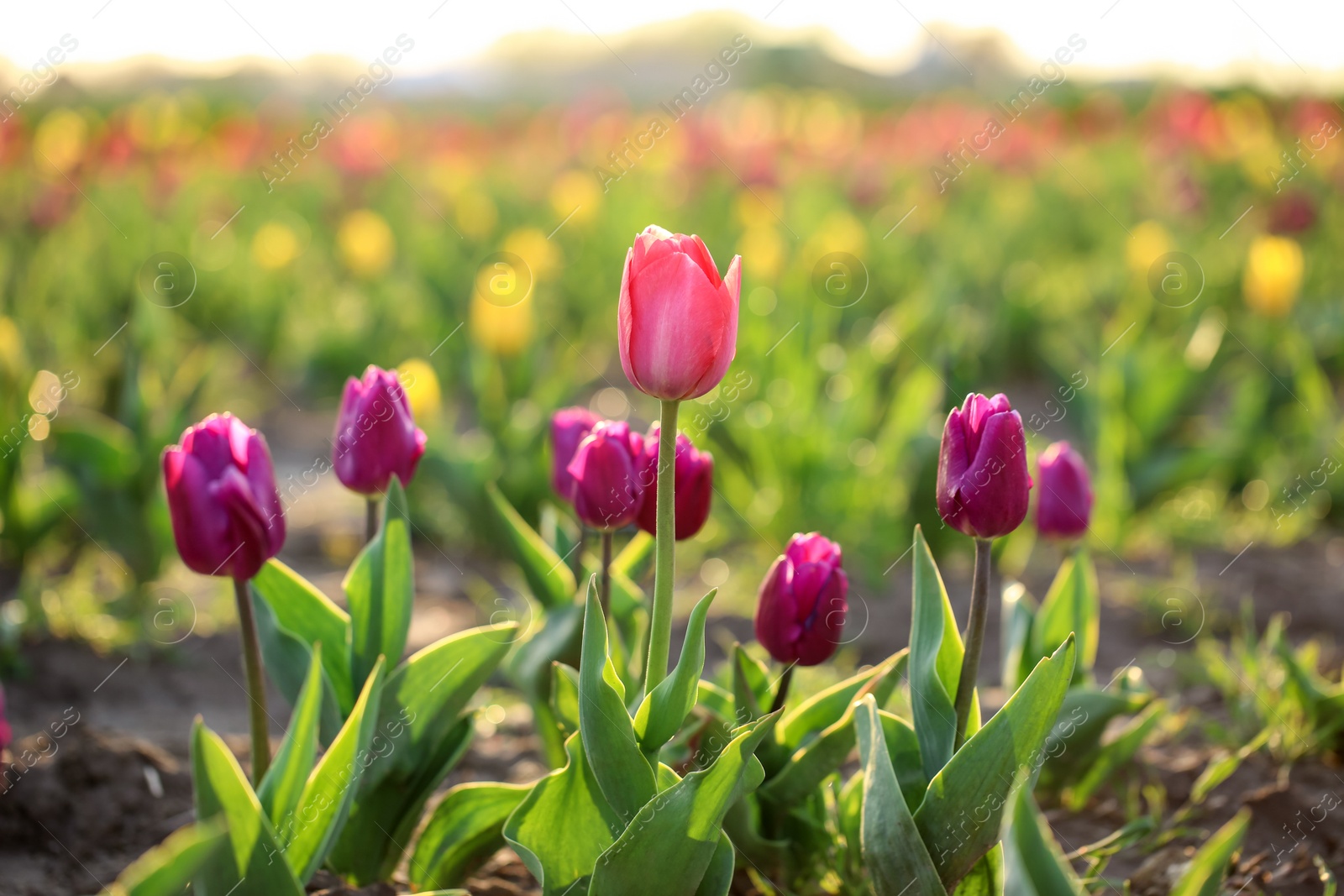 Photo of Closeup view of fresh beautiful tulips on field, space for text. Blooming spring flowers