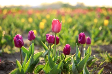 Closeup view of fresh beautiful tulips on field, space for text. Blooming spring flowers