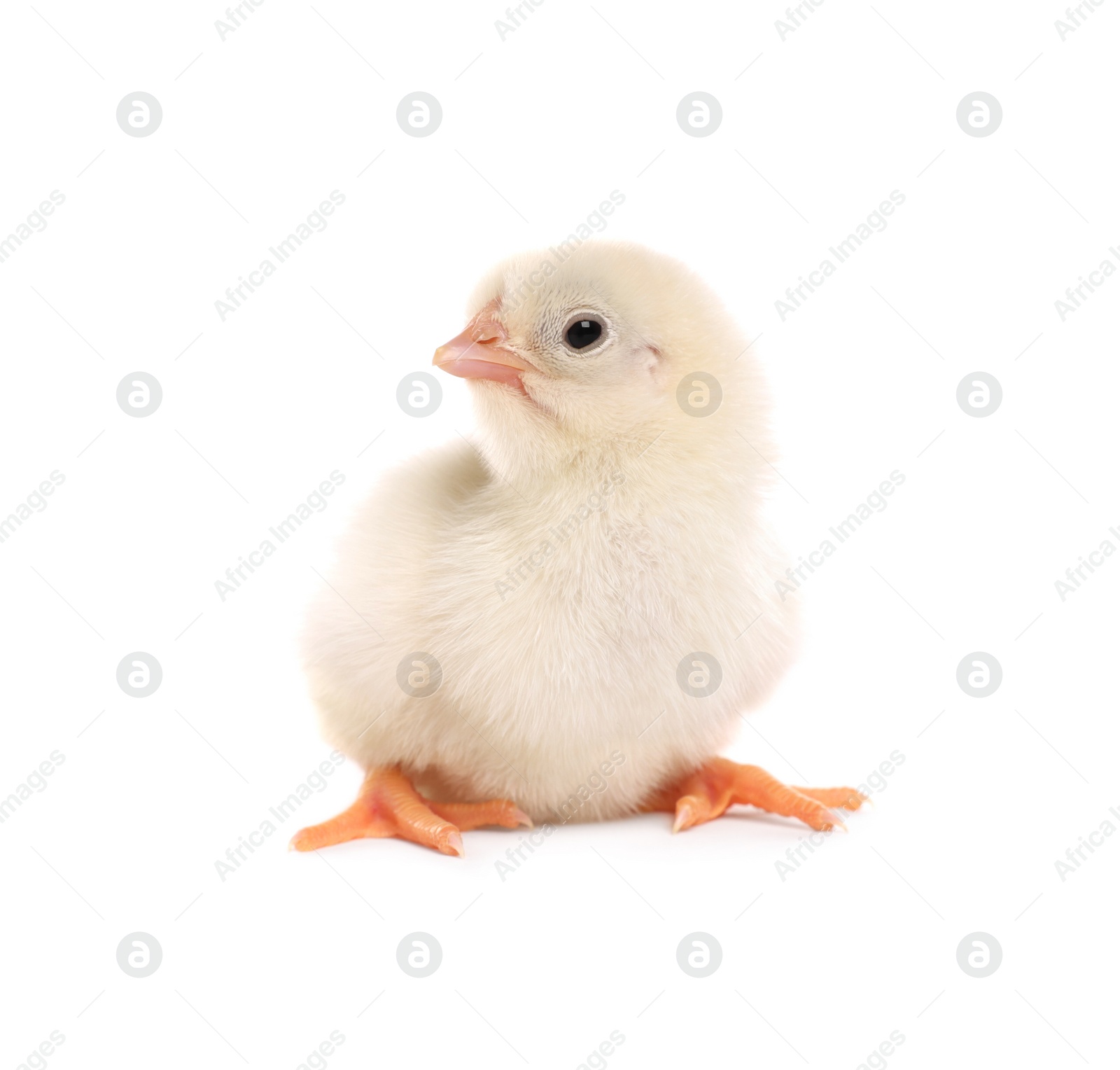 Photo of Cute fluffy baby chicken on white background