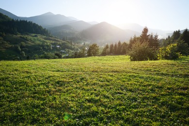 Photo of Beautiful viewgreen pasture in mountains on sunny day