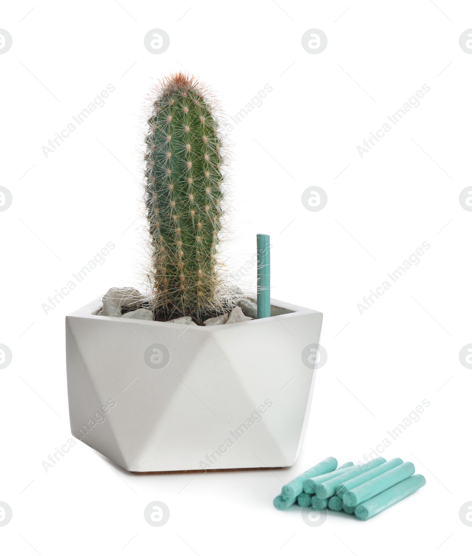 Photo of Beautiful house plant with fertilizer sticks on white background