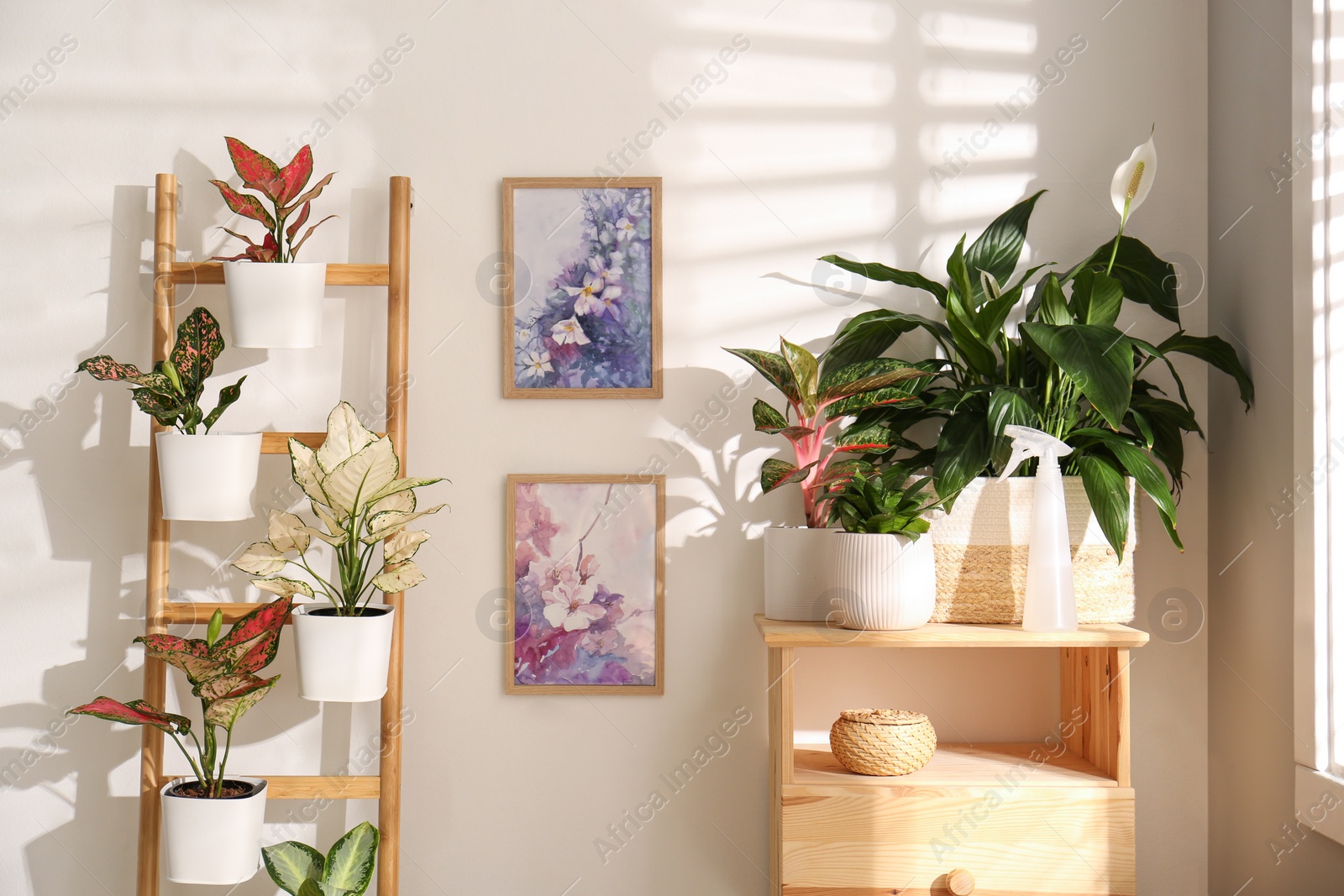 Photo of Exotic houseplants with beautiful leaves and decorative ladder near light wall indoors