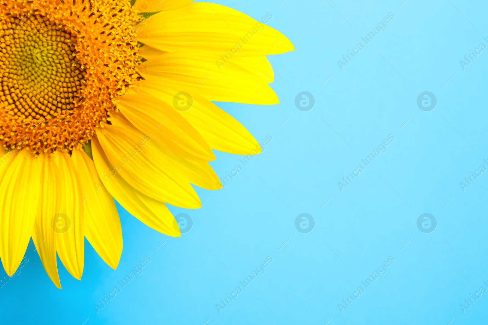 Photo of Beautiful bright sunflower on light blue background, closeup. Space for text