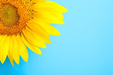 Beautiful bright sunflower on light blue background, closeup. Space for text