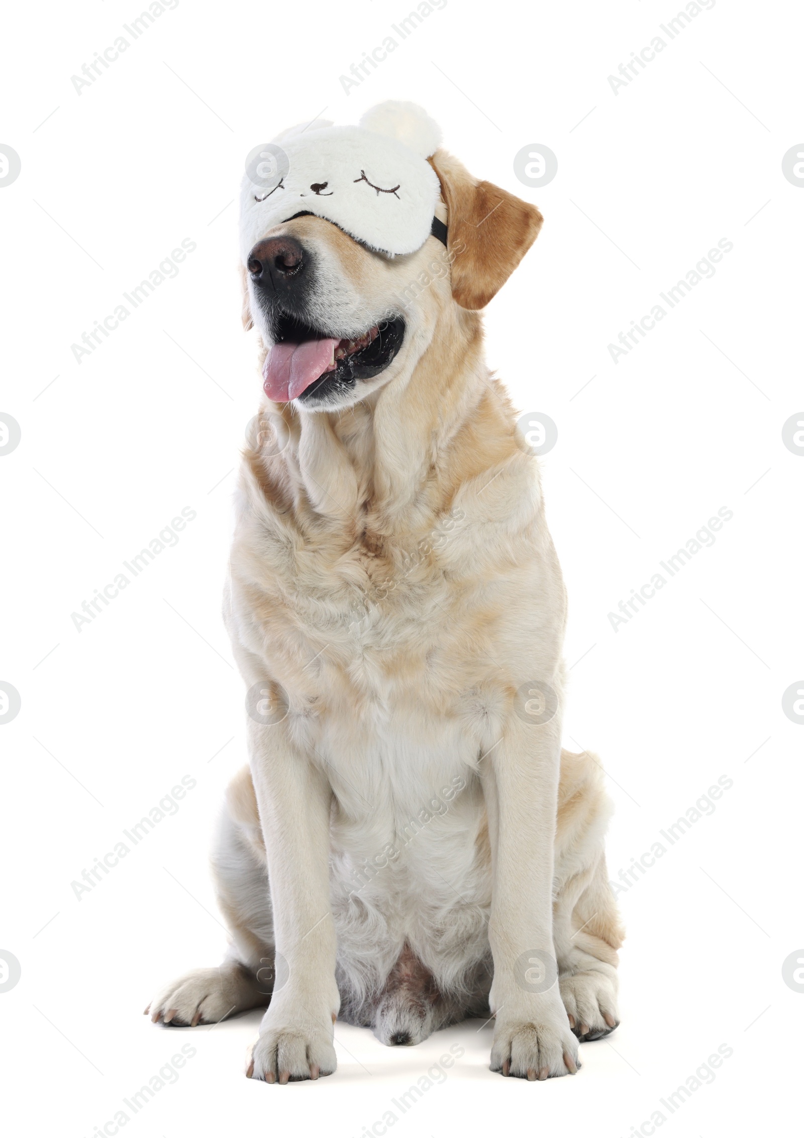 Photo of Cute Labrador Retriever with sleep mask on white background