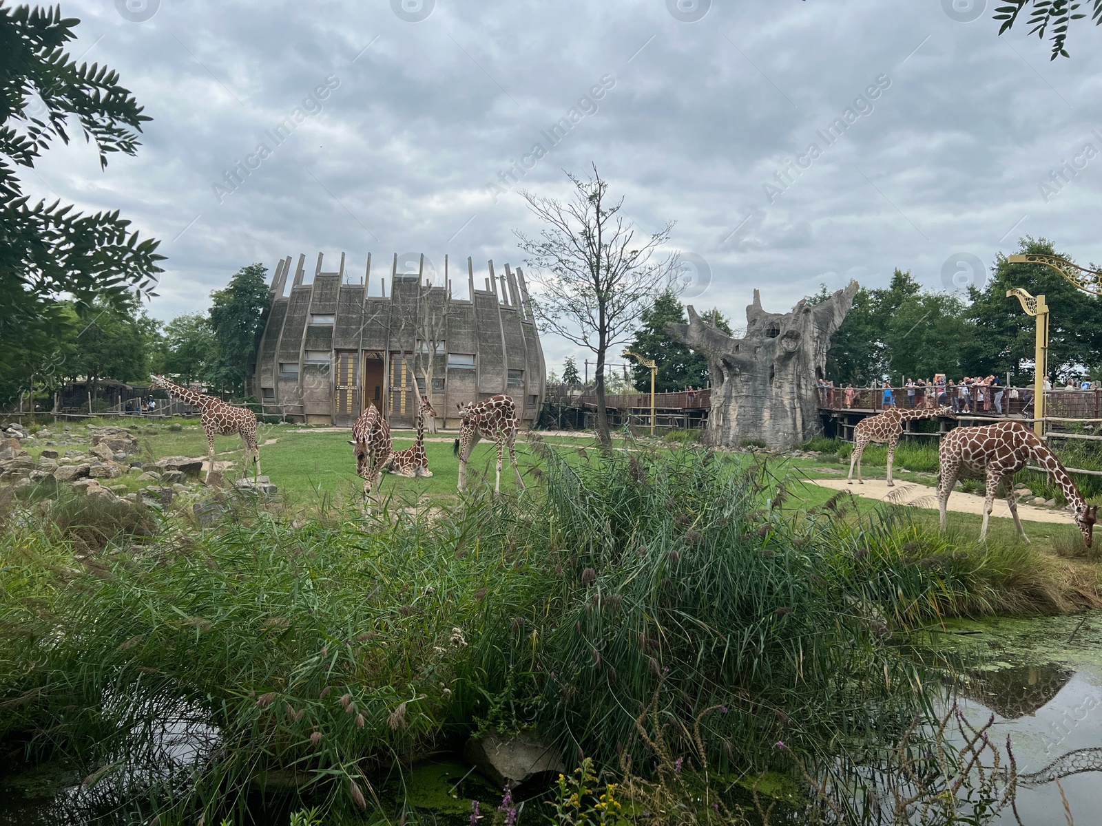 Photo of Rotterdam, Netherlands - August 27, 2022: Group of beautiful giraffes in zoo enclosure