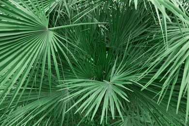 Photo of Beautiful green tropical leaves outdoors, closeup view