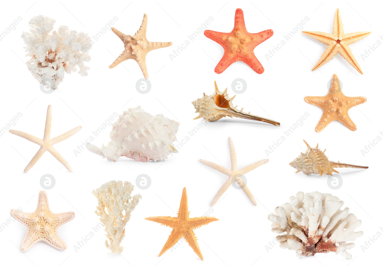 Image of Set with sea stars, shells and corals isolated on white