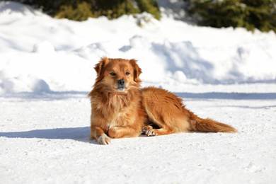Photo of Cute fluffy dog outdoors on winter day. Friendly pet