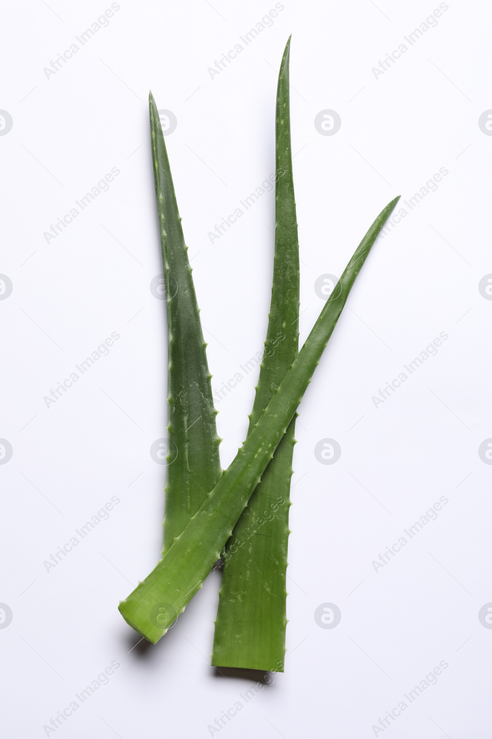 Photo of Green aloe vera leaves on white background, top view