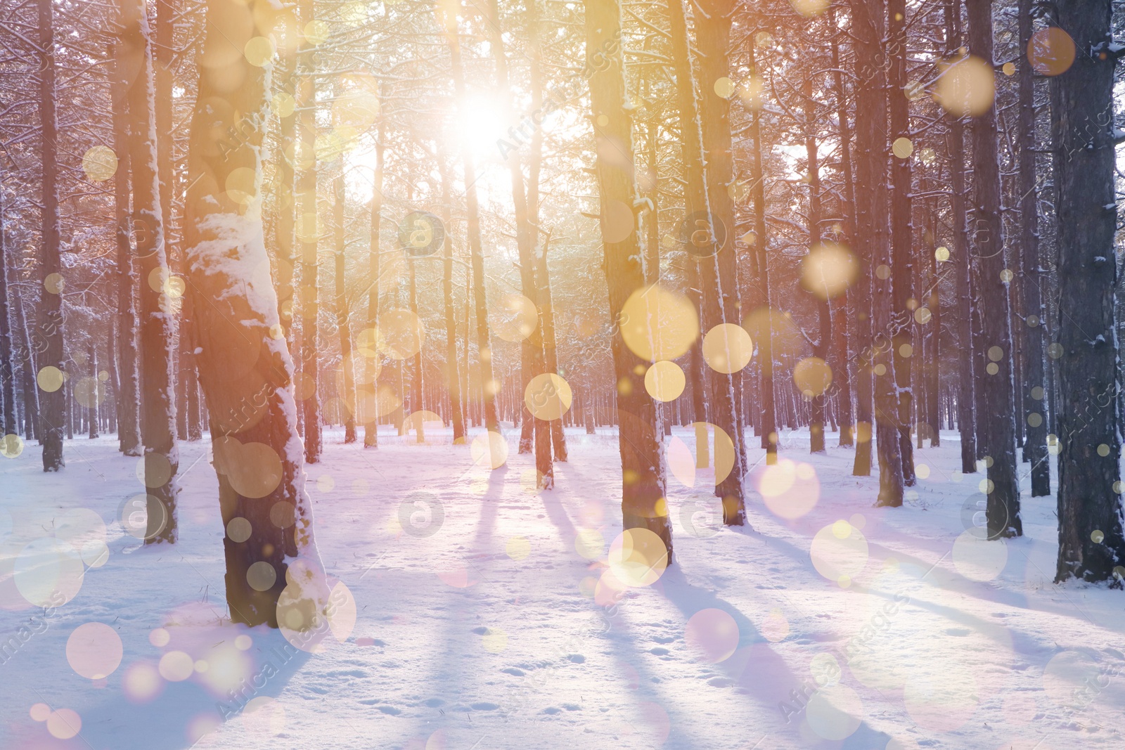 Image of Amazing winter morning. Beautiful forest covered with snow