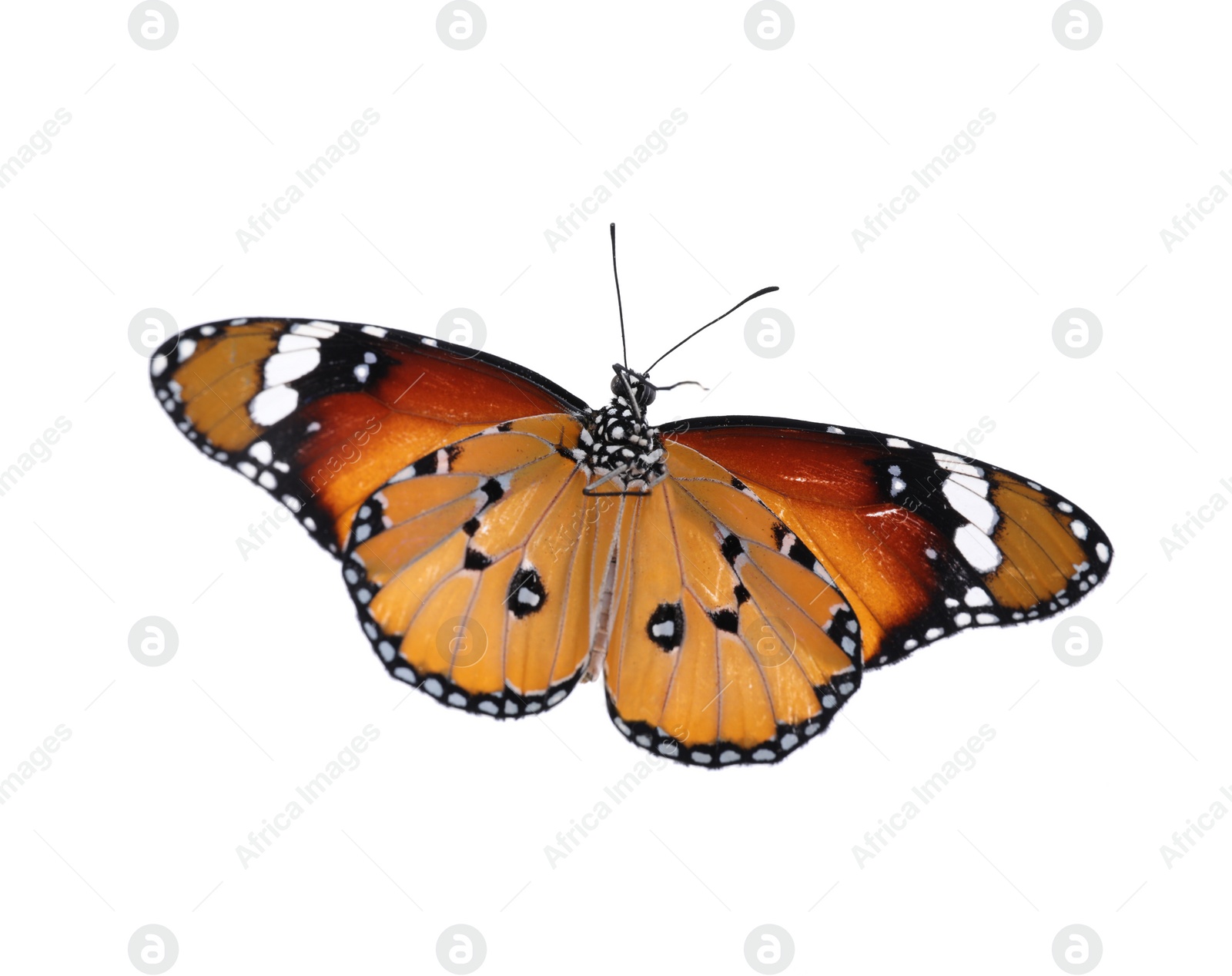 Photo of Beautiful painted lady butterfly isolated on white