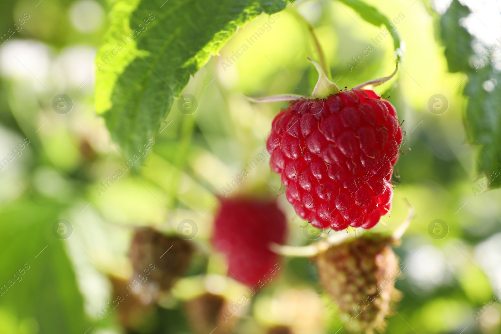 Photo of Red raspberry growing on bush outdoors, closeup. Space for text